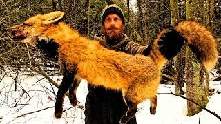 Catch, Eat - Red Fox (like Native Americans) - SUPERCUT!!!