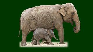 Animals green screen with sound effects (chroma key Animals) background video footage no copyright