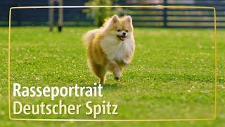 Rasseportrait Deutscher Spitz