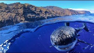 GoPro: Great White Shark Cage Diving!! | MicBergsma