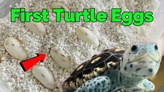 How to Incubate Pet Turtle Eggs using Perlite, diamondback terrapin