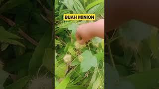 BUAH SEMAK INI DITEMPAT MU NAMANYA APA??  #hutan #gunung #bolang #nurseadventures