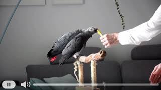 Papageien: Angst vor Händen