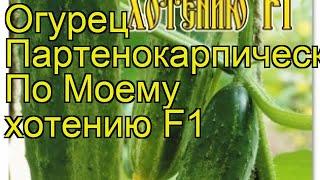 Огурец партенокарпический По Моему хотению F1. Краткий обзор cucumis sativus Po Moemu hoteniiu F1