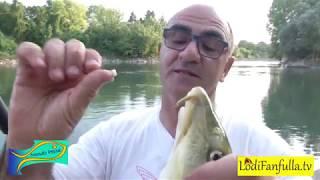 Mondo  Pesca  -  Pesca alla Bolognese lungo  L 'Adda a Lodi