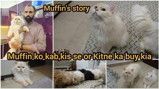 Muffin ko kab, kis se or Kitne ka buy kia tha | Muffin's story | Persian cat | Ragdoll cat