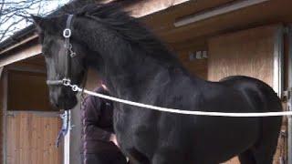 Friesian Horse Apollo is Not as Ruggedly Handsome as he normally is, so he is having a Face Clip 