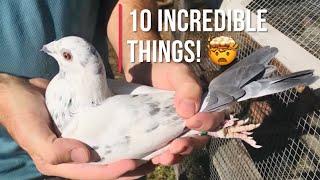 10 incredible things about homing pigeons