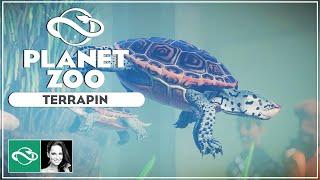▶ Planet Zoo Northern Diamondback Terrapin | Aquatic Pack | Screenshot Reveals |