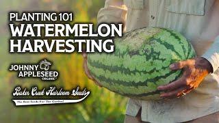Planting 101 | When To Harvest Watermelon