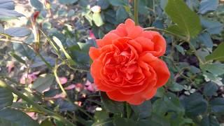 Роза Остина "Саммер Сонг " - настоящая песня лета!