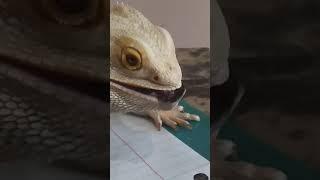 Chuck Norris Faces Nemesis!!! BEARDED  DRAGON-VS- DUBIA