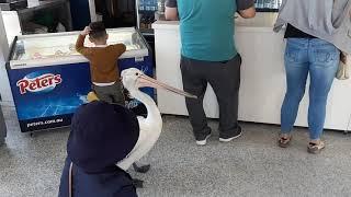 Patient Pelican Waits in Line at Fish and Chips Restaurant in Australia