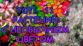 ТОП 11 РАСТЕНИЙ С НЕСТАНДАРТНЫМ ЦВЕТОМ