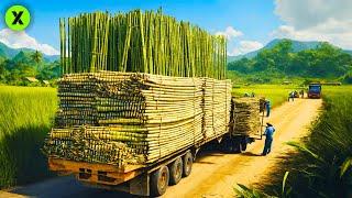 ASÍ se FABRICAN los PRODUCTOS de BAMBÚ: Desde la Plantación hasta la Fábrica de Cepillos de Dientes