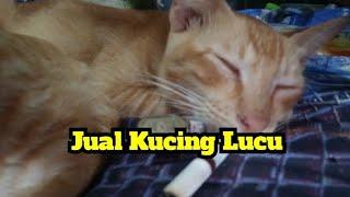 Jual Kucing Lucu # RISMAN PECINTA KUCING # VLOG Kolab