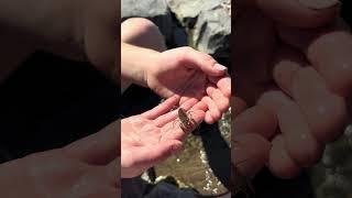 Reid finds a crawfish ￼