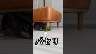 噛むところにパセリを生やしたら吹き飛んだww