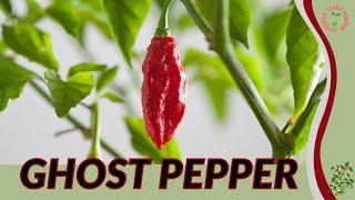 GHOST PEPPER Information and Growing Tips! (Capsicum chinense)