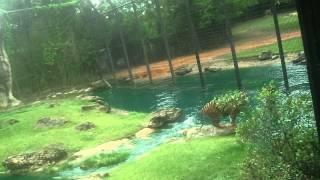 CAUGHT ON CAMERA Tiger's Stalks Duck at Montgomery Zoo