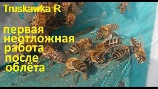 Первый осмотр пчёл весной не откладывайте. Почему, когда и что делаю неотложно. #TruskawkaR