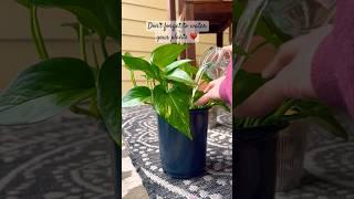 Are you an UNDER or OVER waterer? 🪴 #plants #plantcare #plantlady #pothos