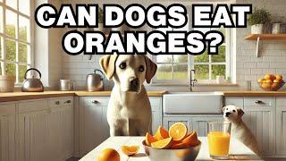 Can Dogs Eat Oranges? Explained