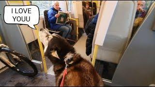 Dog Embarrasses owner daily by Talking to strangers | The Cafe part was Hilarious!