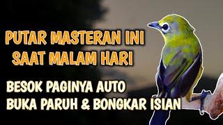 masteran pleci malam hari || agar besoknya buka paruh & bongkar isian