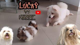 Lucky & his friend Happy | Pet Lovers | Pets Grooming | Pets| Shih Tzu| Indian Spitz| ShihTzu Lovers