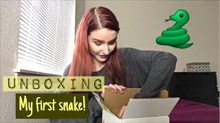 BALL PYTHON UNBOXING - MY FIRST SNAKE!