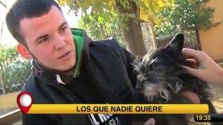 LOS PERROS QUE NADIE QUIERE  // Animal Rescue España en Telemadrid