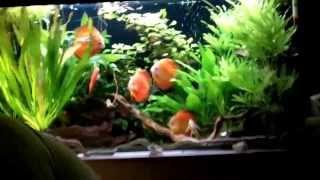 Дискусы-подростки а аквариуме 200 л. / Discus-teens and 200 l aquarium.