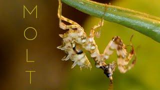 Praying mantis molting time lapse