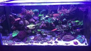 Steve’s reef