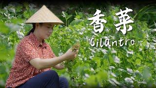 Cilantro—the essence of seasonal flavors and my "soulmate" in the kitchen 【滇西小哥】