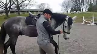 Introducing your horse to SHOULDER-IN (video 1)