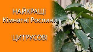 Які НАЙКРАЩІ Кімнатні Рослини? НЕОЧІКУВАНИЙ ВИБІР Цитрусових #садівництво #цитрусові #квіти