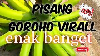 Pisang Goroho Viral pe sadapp mantapp|musa acuminata |Panen pisang singkat