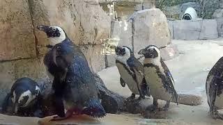 Dallas Zoo full tour -  Things to do in Texas