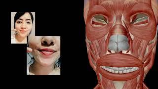 Músculos faciales | Cosmetología y Estética Corporal.