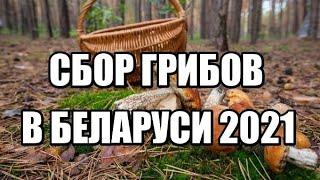 СБОР ГРИБОВ В БЕЛАРУСИ 2021. Грибы 2021