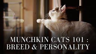 Munchkin Cats 101 : Breed & Personality