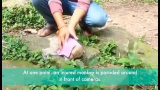 Macaque Abuse at Angkor