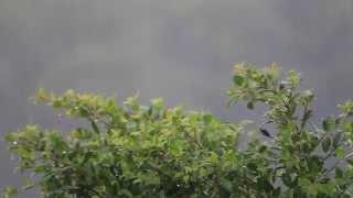 Rain On The Tree | FREE HD Stock Video Footage