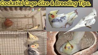 Cockatiel Cage Size & Breeding Tips.