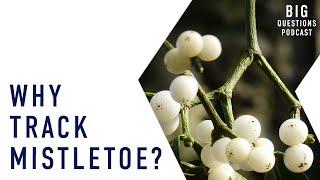 Why track mistletoe?