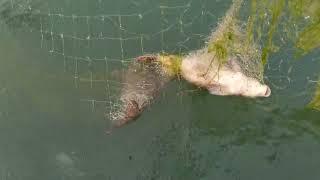 صيد سمك الكارب في نهر الفرات