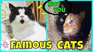 The Most Famous Cats On The Internet