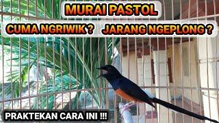 Cara Mengatasi Murai Pastol Hanya Ngeriwik Susah Ngeplong !!